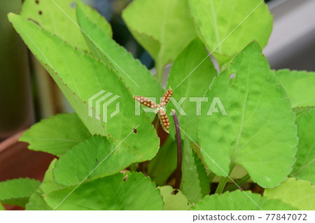 紫羅蘭種子 紫羅蘭種子 77847072