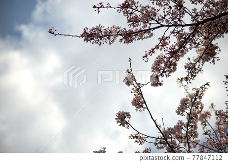 Cherry blossoms, blue sky, scattered Cherry blossoms, blue sky, scattered 77847112