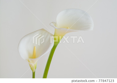 White calla lilies on white background 77847123