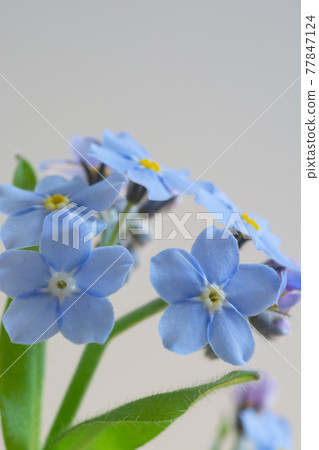 Blue forget-me-not on white background 77847124