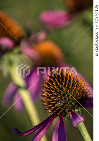紫錐花頭花 77847138