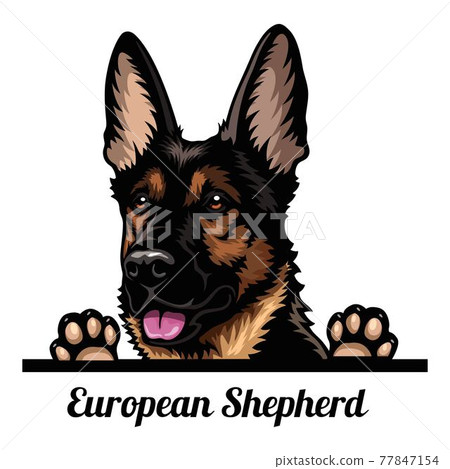 is the east european shepherd legal in singapore