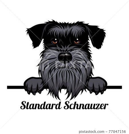 what is a standard schnauzer breed dog