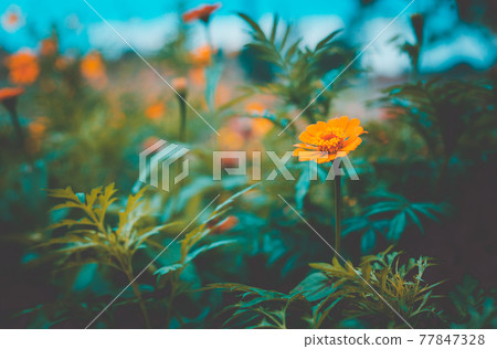 Flowers zinnia elegans 77847328