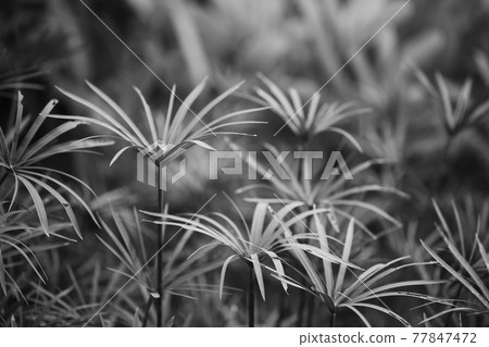 Cyperaceae plant family 77847472