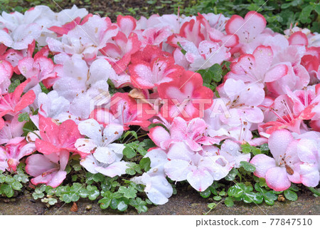 小月 小月 77847510