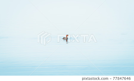 Little Grebe duck swimming in a lake isolated on clam blue waters in Pusiyankulama Wewa, Anuradhapura Sri Lanka. Little Grebe duck swimming in a lake isolated on clam blue waters in Pusiyankulama Wewa, Anuradhapura Sri Lanka. 77847646