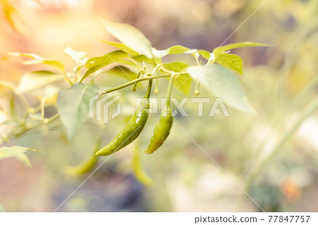 Green chilies in the plant, raw fresh chilies glowing in the morning soft sunlight in the backyard. Green chilies in the plant, raw fresh chilies glowing in the morning soft sunlight in the backyard. 77847757