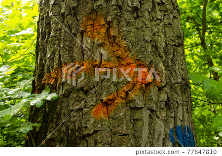 Tree Bark Painted With Arrow. Hiking marking on a tree in the woods. Arrow on a tree trunk with orange paint. 77847810