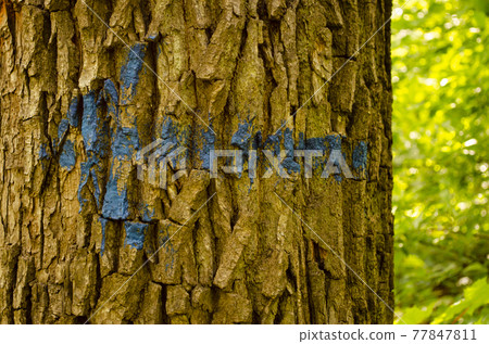 Tree Bark Painted With Arrow. Hiking marking on a tree in the woods. Arrow on a tree trunk with blue paint. 77847811
