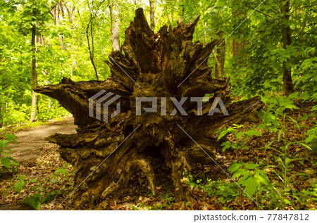 The unusual roots of the uprooted tree look in all directions. Wood base like a rocket nozzle The unusual roots of the uprooted tree look in all directions. Wood base like a rocket nozzle 77847812
