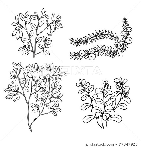 Set with black and white line art wild berries 77847925