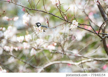 Tits to plum 77848154