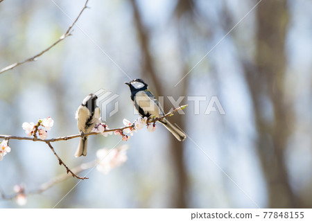Conversation of great tit in the sun 77848155
