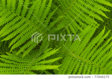 Perfect natural fern pattern. Beautiful background made with young green fern leaves. Close up photo of some fern plants and leaves. 77848175