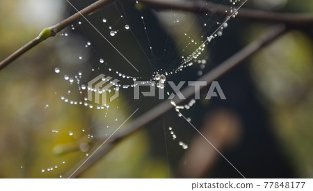 Spider web on spring branch, Spider web with raindrops, Selective focus. Drop, Water, Spider Web against Dark background, Close-up, Web, Tree. Spider web on spring branch, Spider web with raindrops, Selective focus. Drop, Water, Spider Web against Dark background, Close-up, Web, Tree. 77848177