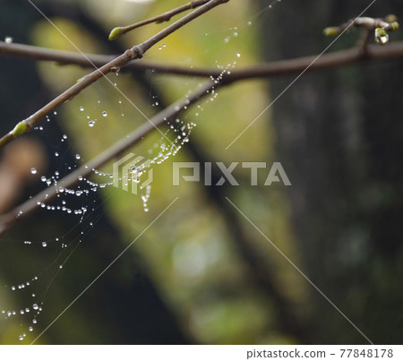Spider web on spring branch, Spider web with raindrops, Selective focus. Drop, Water, Spider Web against Dark background, Close-up, Web, Tree. Spider web on spring branch, Spider web with raindrops, Selective focus. Drop, Water, Spider Web against Dark background, Close-up, Web, Tree. 77848178