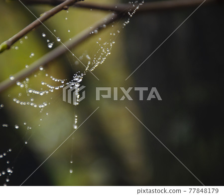 Spider web on spring branch, Spider web with raindrops, Selective focus. Drop, Water, Spider Web against Dark background, Close-up, Web, Tree. Spider web on spring branch, Spider web with raindrops, Selective focus. Drop, Water, Spider Web against Dark background, Close-up, Web, Tree. 77848179