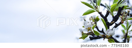 Beautiful white apple or pear blossom.Flowering apple pear tree. Soft focus image of blossoming flowers in spring time.For easter and spring greeting cards Beautiful white apple or pear blossom.Flowering apple pear tree. Soft focus image of blossoming flowers in spring time.For easter and spring greeting cards 77848180