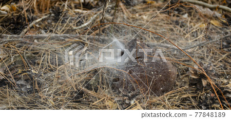 Spider web. Spider nest hole. Selective focus. Funnel weaving spider deep inside her tunnel Spider web. Spider nest hole. Selective focus. Funnel weaving spider deep inside her tunnel 77848189