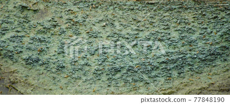 Algae polluted water. film of algae on surface of the water preventing the formation of oxygen and causing death to aquatic organisms 77848190