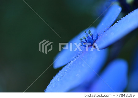 A lovely hydrangea with beautiful drops on the petals A lovely hydrangea with beautiful drops on the petals 77848199
