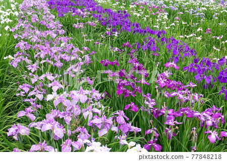 Iris iris 77848218
