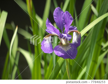Iris flower Iris flower 77848253