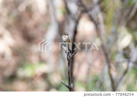Red-flanked bluetail on the banks of the swamp Red-flanked bluetail on the banks of the swamp 77848254