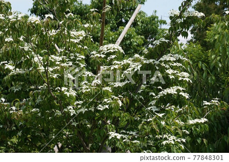 Yamabote白花 Yamabote白花 77848301