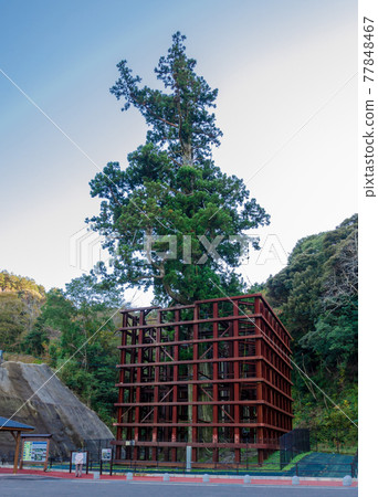 Sugi in Ogawa 77848467