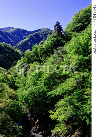 Fresh green and wisteria in Okutama 77848548