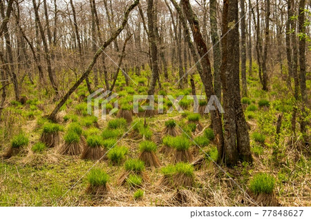 釧路沼澤的釧路氣息 釧路沼澤的釧路氣息 77848627