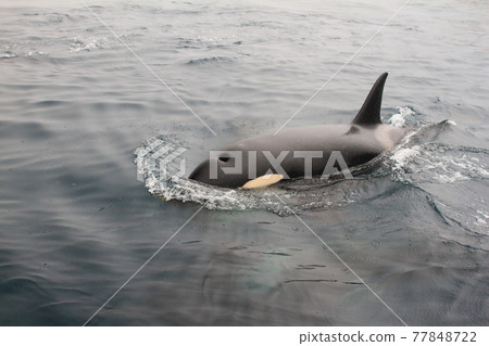 [Hokkaido] Wild orca migrating to the sea in Shiretoko (off the coast of Rausu, Hokkaido) 77848722