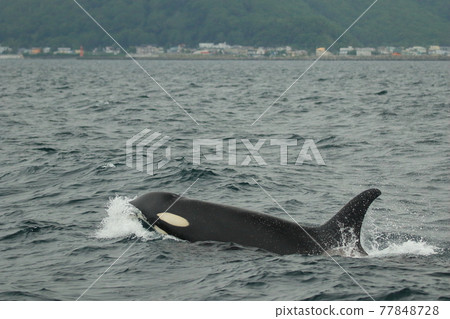[Hokkaido] Wild orca migrating to the sea in Shiretoko (off the coast of Rausu, Hokkaido) 77848728