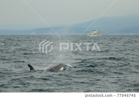 [北海道] 野生虎鯨遷徙到知床的大海（北海道羅臼近海） 77848748