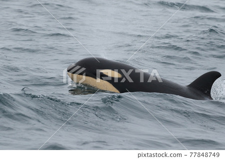 [Hokkaido] Wild orca migrating to the sea in Shiretoko (off the coast of Rausu, Hokkaido) 77848749