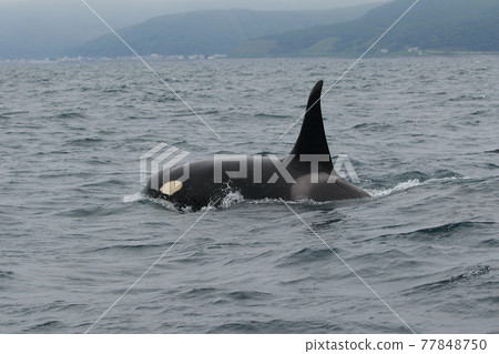 [北海道] 野生虎鯨遷徙到知床的大海（北海道羅臼近海） 77848750
