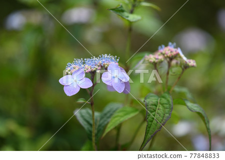 Amacha flowers Amacha flowers 77848833