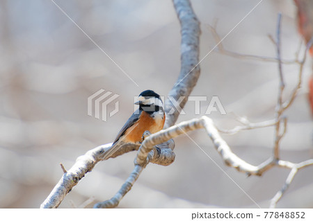 Varied tit in early spring 77848852