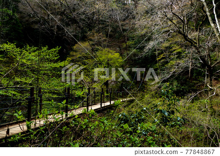 Suspension bridge of Mt. Takao Suspension bridge of Mt. Takao 77848867