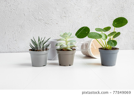 Home plants in small pots Home plants in small pots 77849069