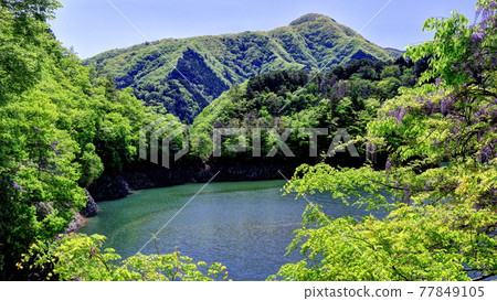 Fresh green Lake Okutama and wisteria Fresh green Lake Okutama and wisteria 77849105