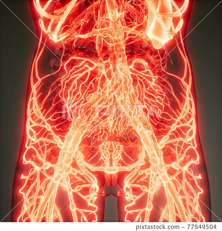 Blood Vessels of Human Body Blood Vessels of Human Body 77849504