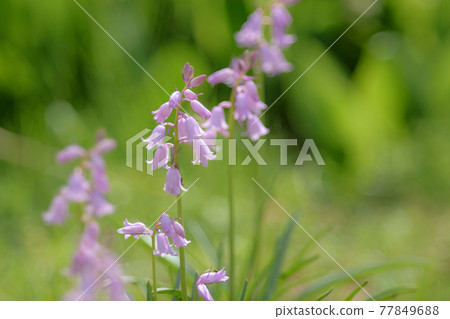 Pretty pink bell flower Pretty pink bell flower 77849688