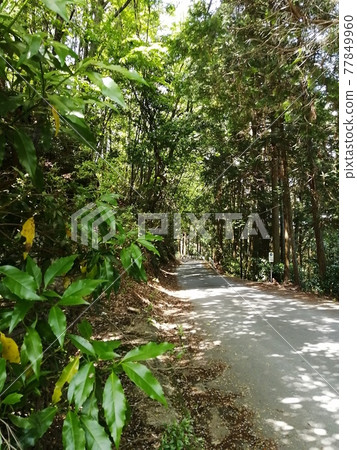 Road through the trees 77849960