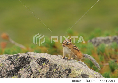 [Hokkaido] Ezo chipmunk of Daisetsuzan 77849964