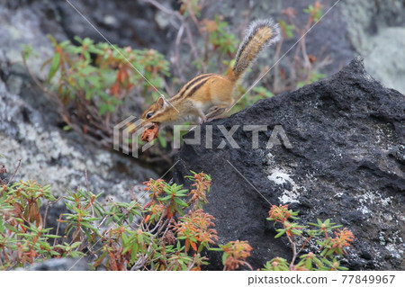 [Hokkaido] Ezo chipmunk of Daisetsuzan 77849967
