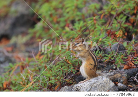 [Hokkaido] Ezo chipmunk of Daisetsuzan 77849968