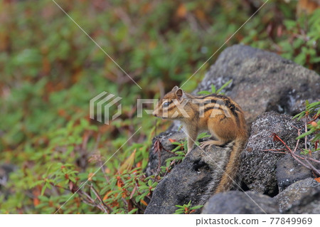 [Hokkaido] Ezo chipmunk of Daisetsuzan 77849969